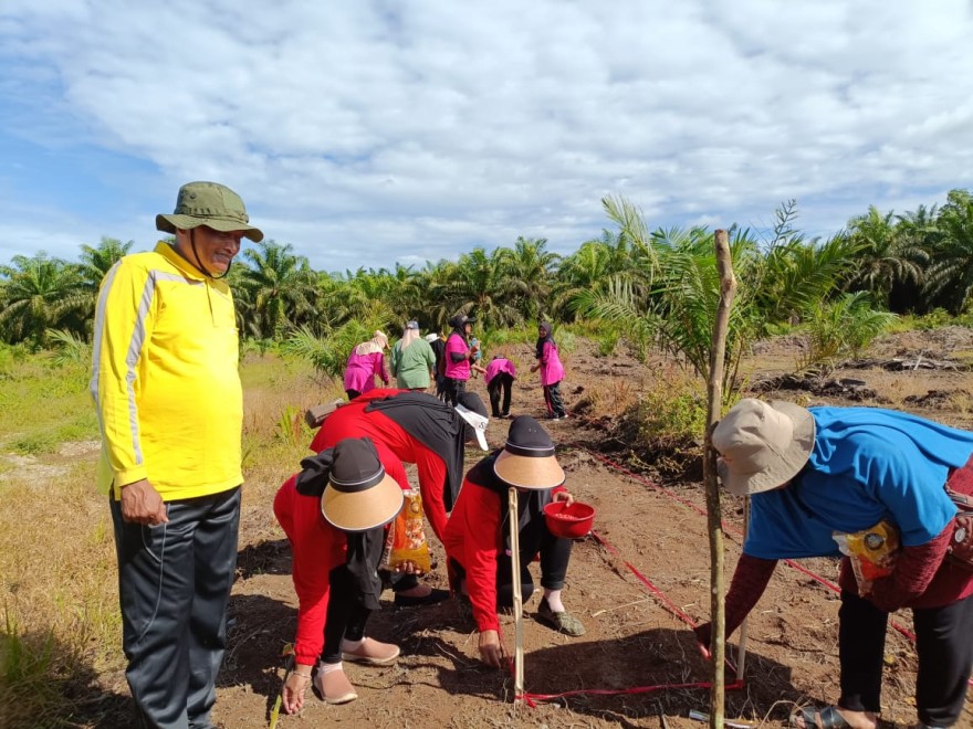 Desa Medan Jaya Mulai Program Ketahanan Pangan: Penanaman Jagung Perdana 1 Hektar di Desa Air Buluh